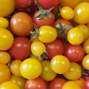 photo de tomates cerise produites par "Le jardin Solibio"