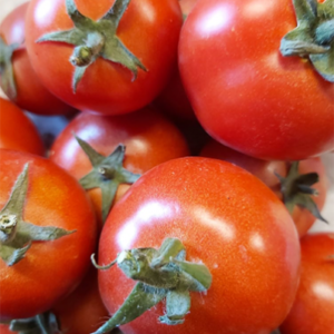 photo de tomates rondes produites par "Le jardin Solibio"